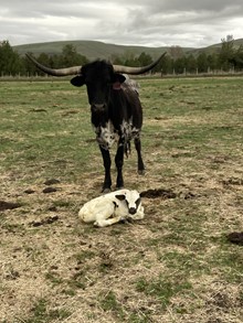 Top Wind 23 Bull