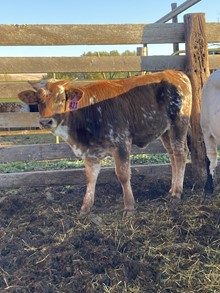 Heifer 421