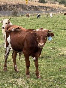 Bull 245