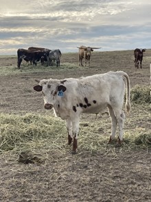 Bull 253