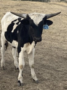 Bull 226