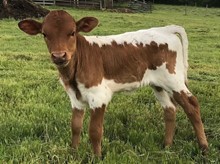 2022 Jambelina heifer