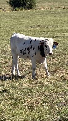 Bull 271