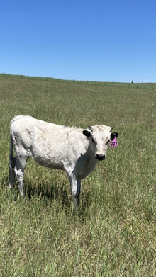 Heifer 397