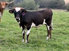Heifer 398