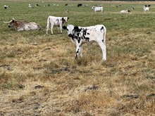 Iron Chex 22 Heifer