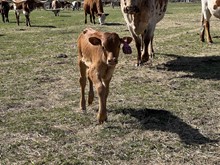 El Camino 23 Heifer
