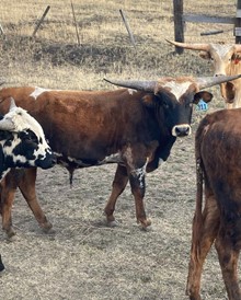 Bull 311