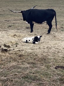 Diablos Gal 22 Bull