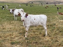 Heifer 404