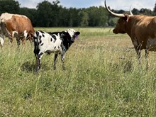 Heifer 403