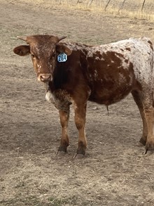 Bull 264