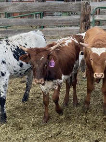 Heifer 481