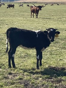 Fancy Face 22 Heifer