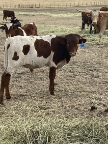 Bull 285