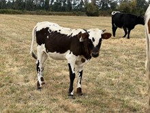 Annie Rose 22 Heifer