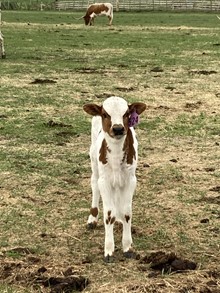 Charlotte 23 Heifer
