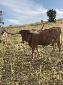 RMCC Brindle Lady