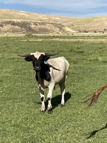 Bull 211