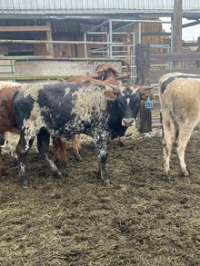Bull 265