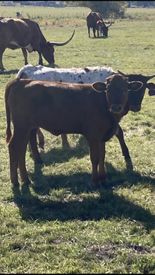 Top Pearl 22 Heifer