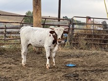 Bull 249