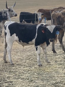Bull 244