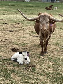 Iron Rose 23 Heifer