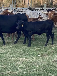 Black Pearl 22 Heifer
