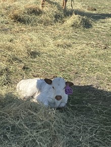 Annie Rose 23 Heifer