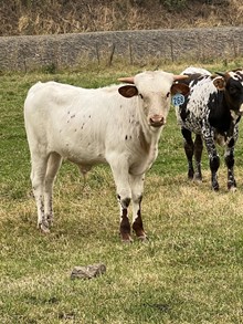 Bull 268