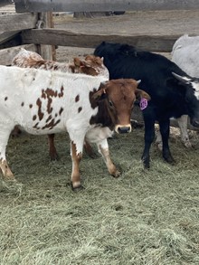 Heifer 426