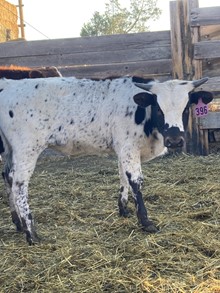 Heifer 396