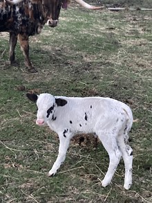 Win W Dew 23 Heifer