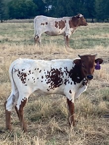Heifer 406