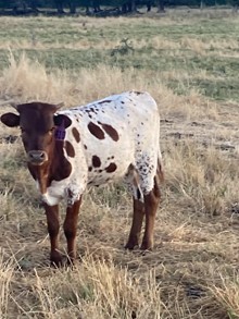 Heifer 410