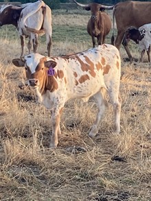 Heifer 417