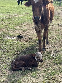 Double Shot X Top Switch 25 Bull