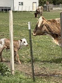 Double Shot X Dew Lock 25 Heifer 