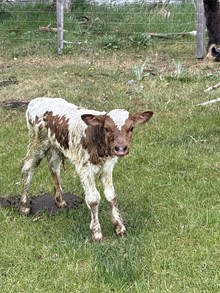 Reckon So X Win W Dew 25 Bull