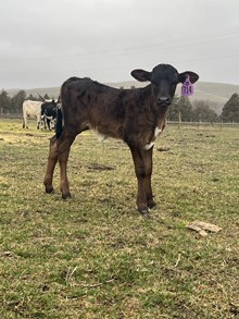 Reckon So X Autumn Wind 26 Heifer