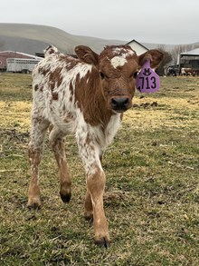 Locked N Loaded X Top Cowgirl 26 Heifer