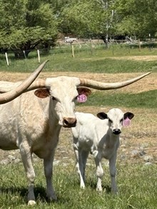 Horn Wine X Good N Plenty 25 Heifer
