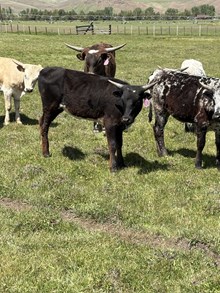 Horn Wine X Sea Breeze 24 Heifer