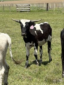 Horn Wine X Magnolia 24 Heifer