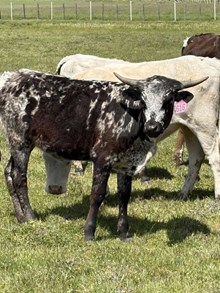 Packing Gold X Shooting Star 24 Heifer