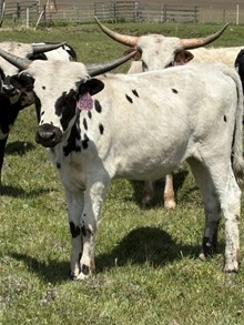 Horn Wine X Vinny’s Star 24 Heifer