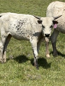 Mr. Blue X Fancy Face 24 Heifer