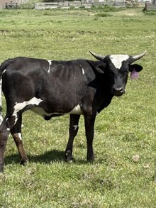 Horn Wine X Moon Beam 24 Heifer