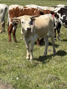 Packing Gold X Loaded Cloud 24 Heifer